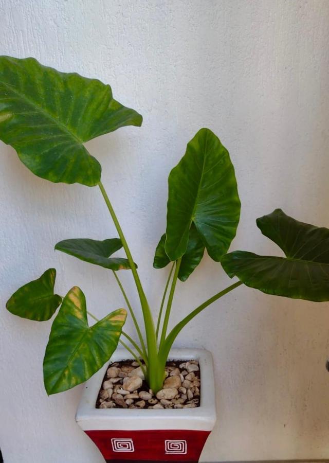 Mi Rincón En El Caribe *