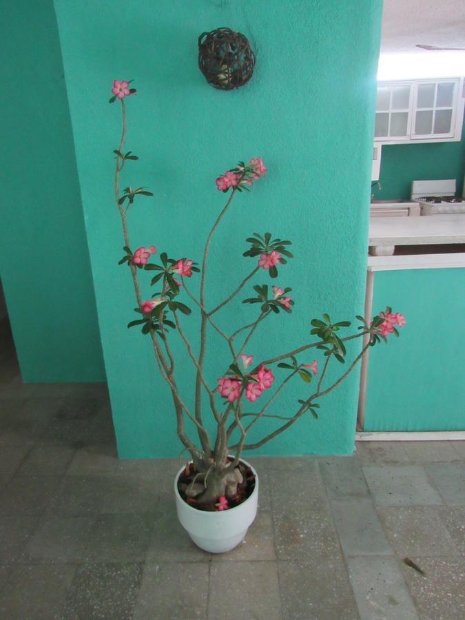 Casa Flores Pensión *