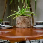 Casa Árbol Mx-La experiencia bajo un Arbol Maya