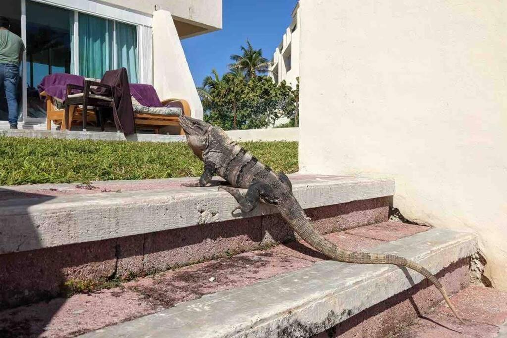 Oceanfront, Entire Apartamento Cancún