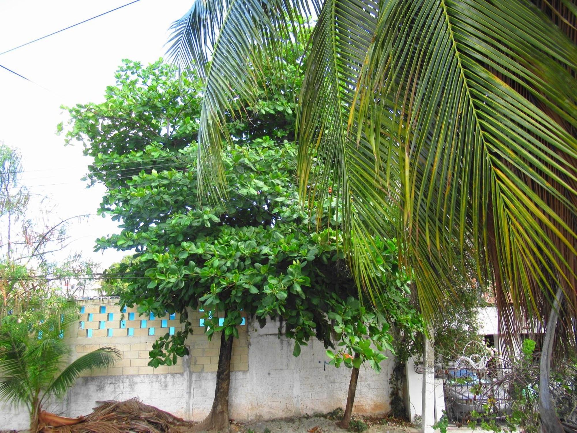 Cocos Cancún