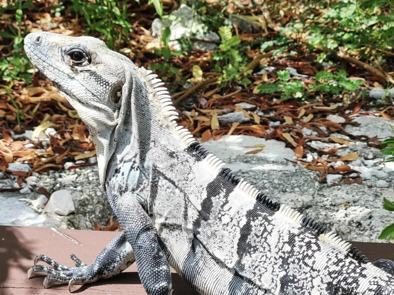 Yyy Cancún