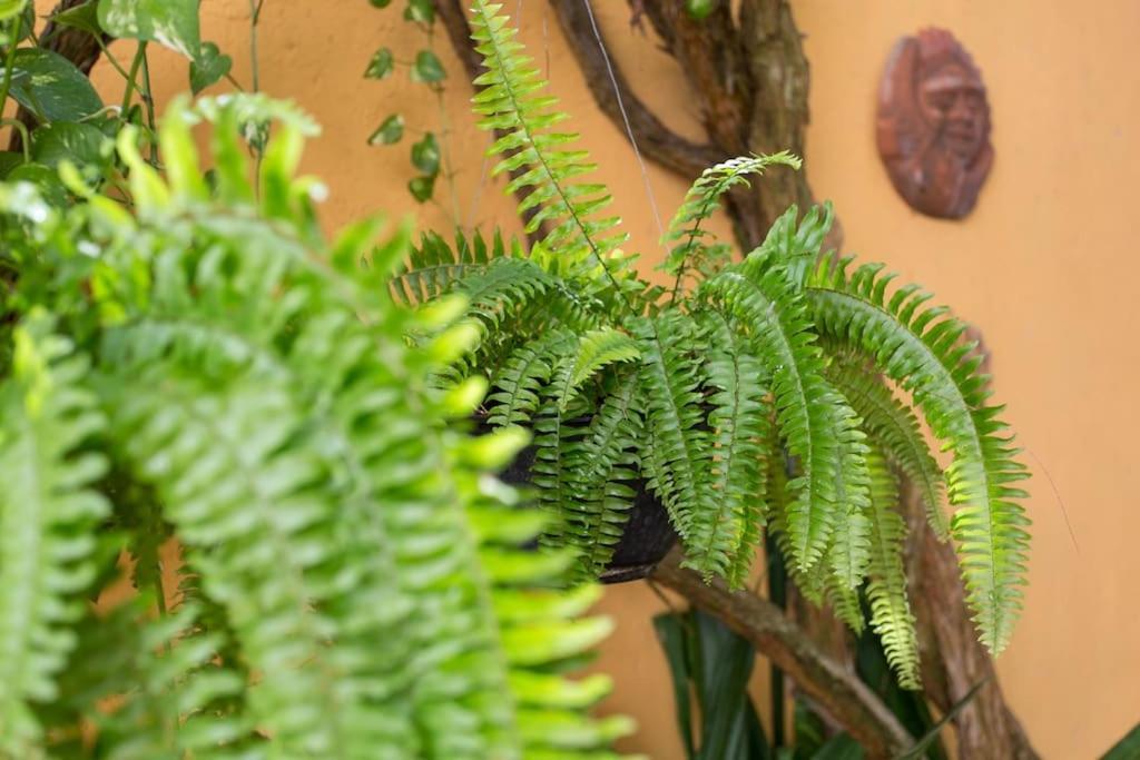 Сasa de vacaciones Tropical House In Downtown