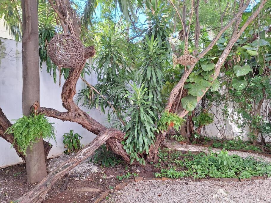 Estudio En El Corazon De * Cancún
