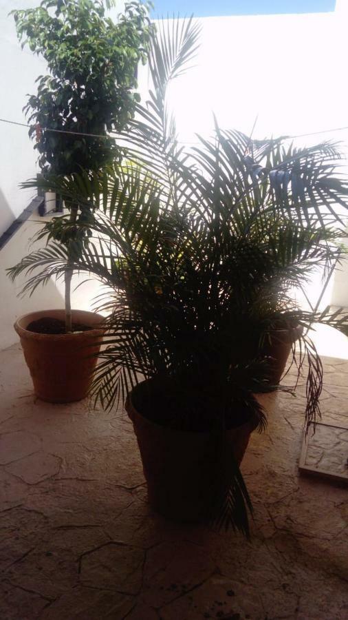 El Limónazo