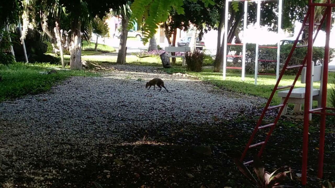 El Limónazo Cancún