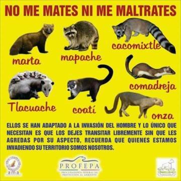 El Limónazo