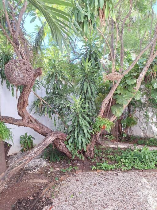 Estudio En El Corazon De * Cancún