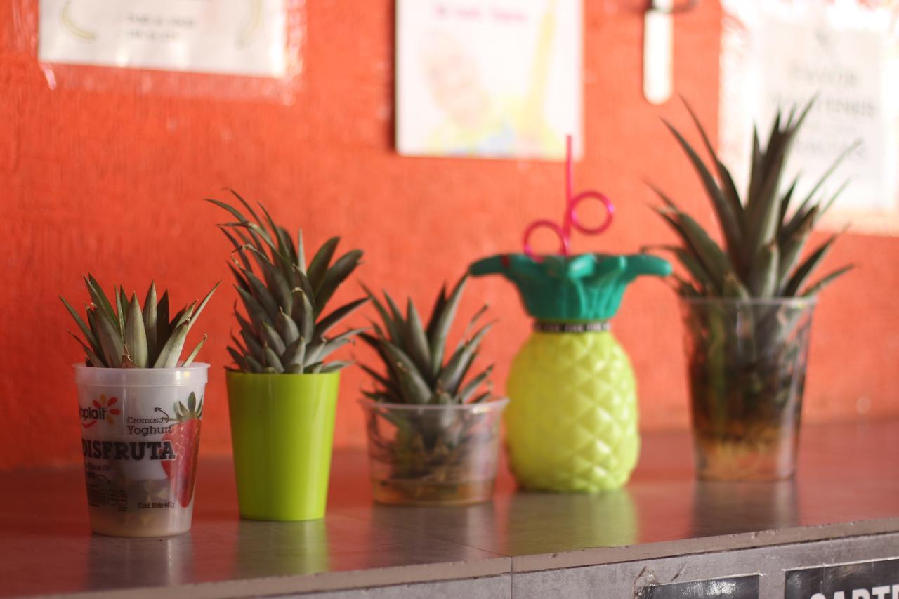 Orquideas Hostal *