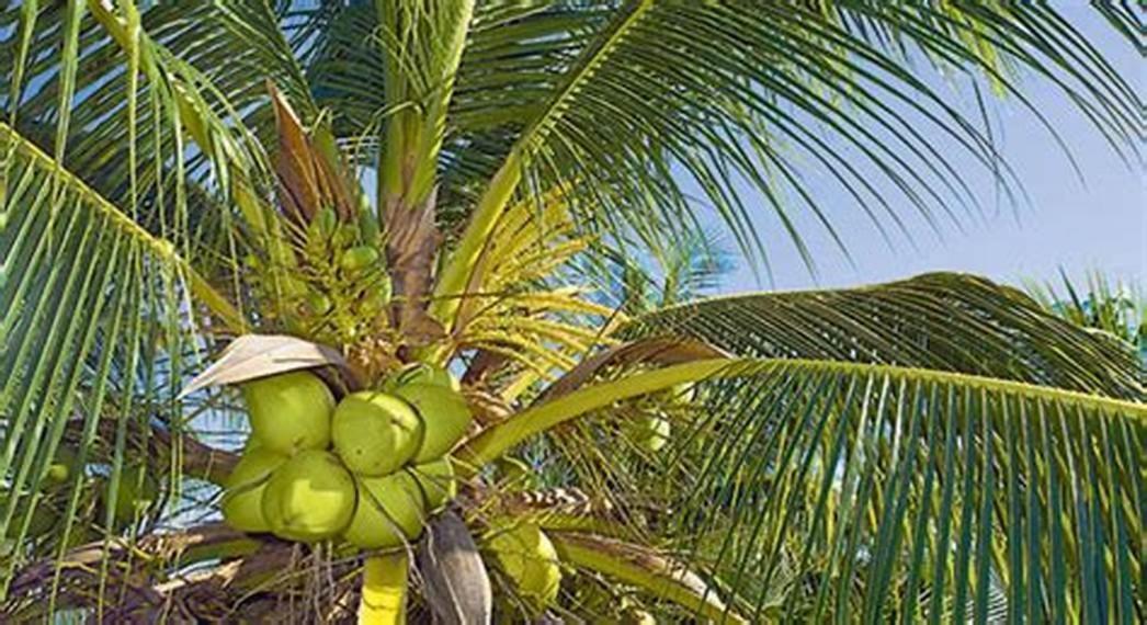 Pensión Oceanfront El Mechokan